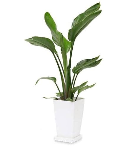 Amazon.co.jp: PLANCHU 観葉植物 ビカクシダ ステマリア 6号吊り鉢